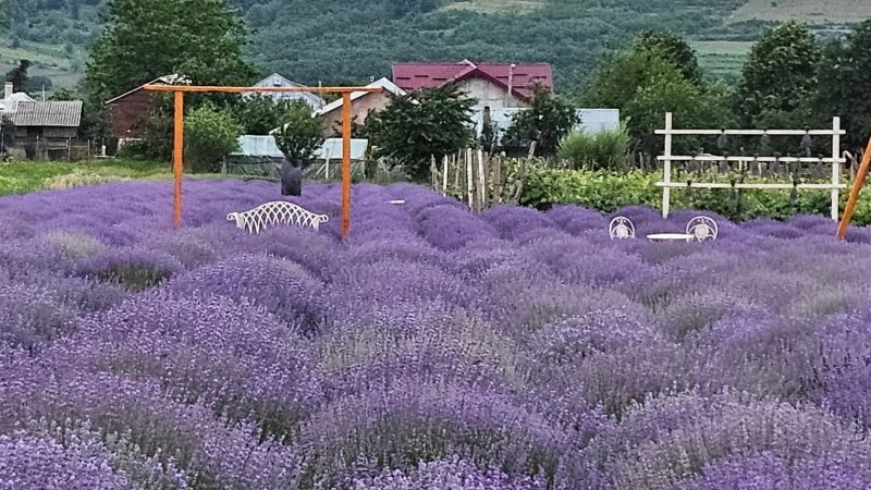 „Provence” de Bacău: Grădina de lavandă de la Horgești, spectacolul mov al naturii