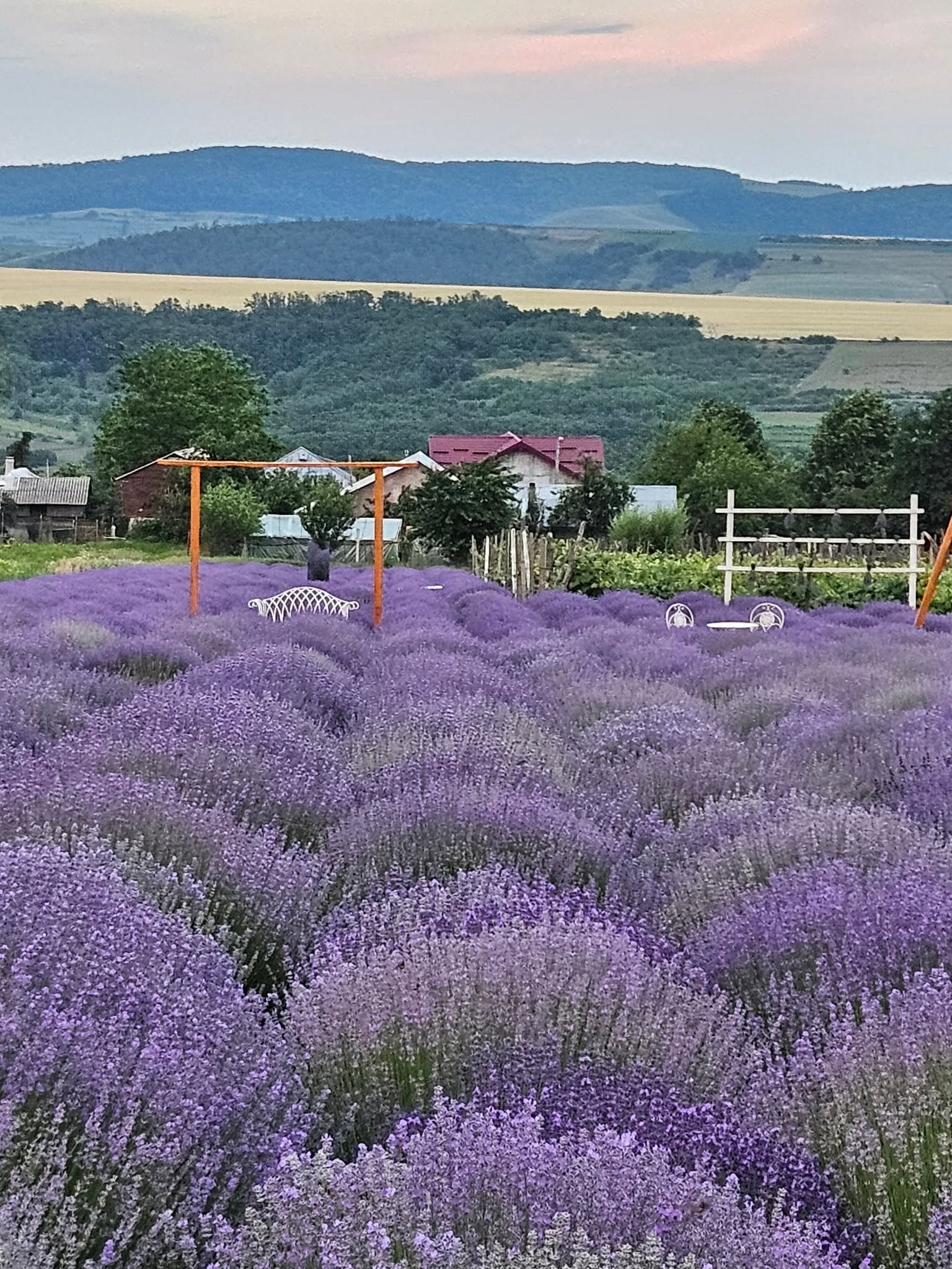 „Provence” de Bacău: Grădina de lavandă de la Horgești, spectacolul mov al naturii