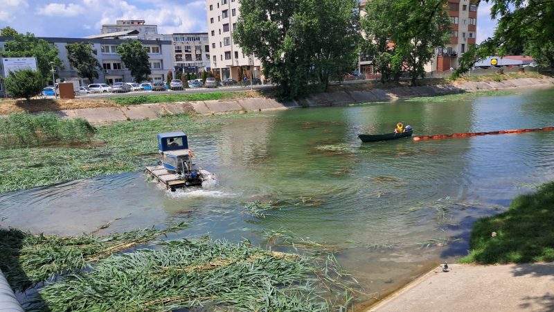 SGA Bacău a început astăzi operațiunile de cosire a stufului de pe Lacul de Agrement