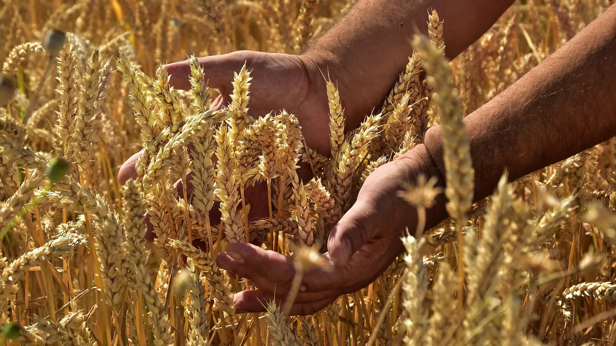 Recoltă record la grâu și optimism reținut pentru porumb: Ce arată cifrele campaniei agricole în județul Bacău
