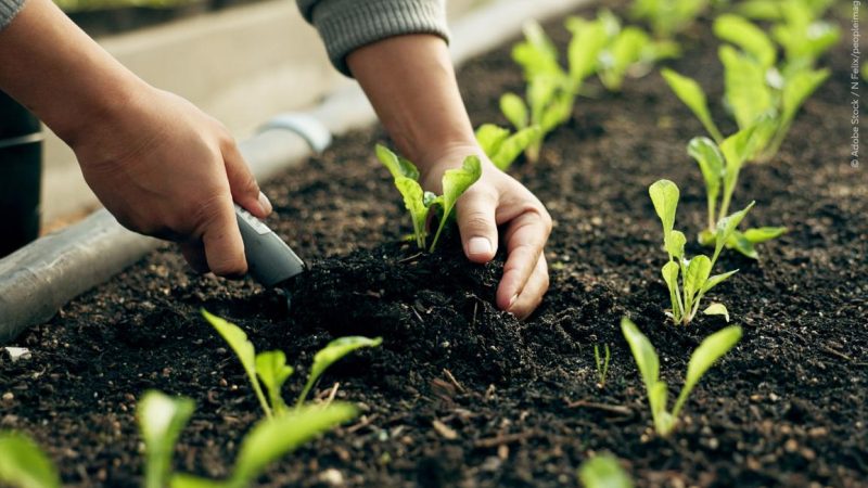 Prețurile îngrășămintelor: eurodeputații aprobă sprijin pentru fermieri