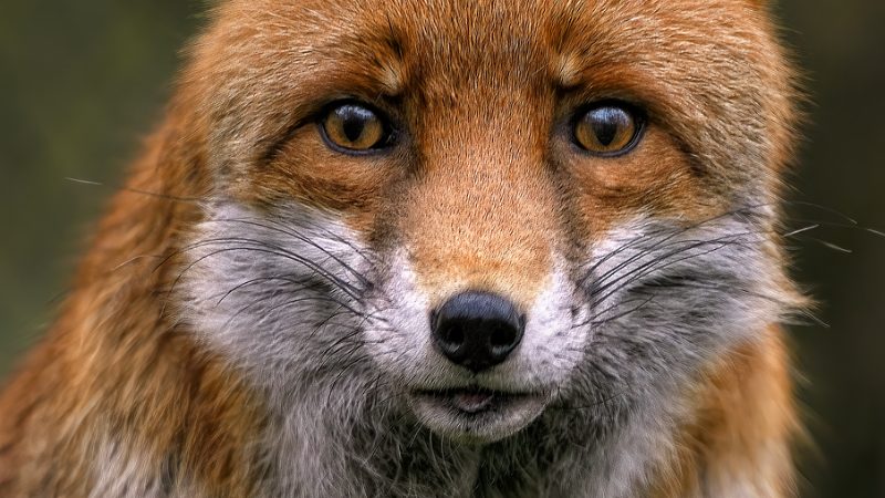 Teroarea tăcută în Bacău: Focare de rabie confirmă la animale domestice și sălbatice. Apel disperat al autorităților
