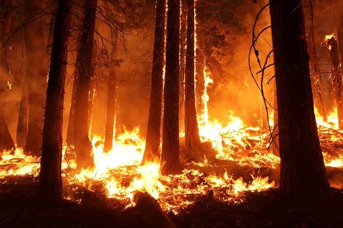 Incendiu în pădure, la Asău. Pompierii continuă intervenția pentru lichidarea focarelor