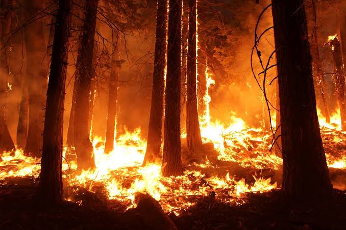 Incendiu în pădure, la Asău. Pompierii continuă intervenția pentru lichidarea focarelor
