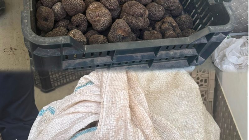 Peste 80 de kilograme de trufe fără documente legale, depistate în trafic de polițiști