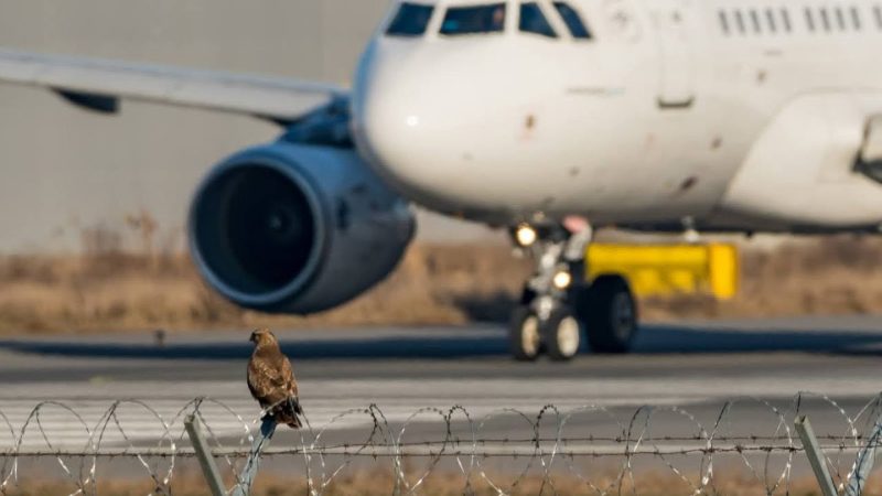 Managerul Radu Bezniuc, despre Dan Air, sprijinul autorităților și programul de iarnă al Aeroportului Bacău: „De trei ani, aeroportul este pe profit”