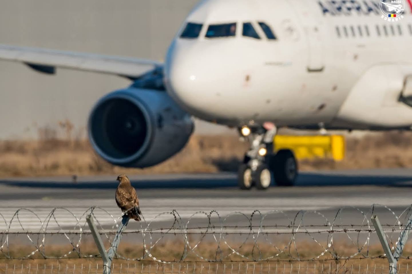 Managerul Radu Bezniuc, despre Dan Air, sprijinul autorităților și programul de iarnă al Aeroportului Bacău: „De trei ani, aeroportul este pe profit”
